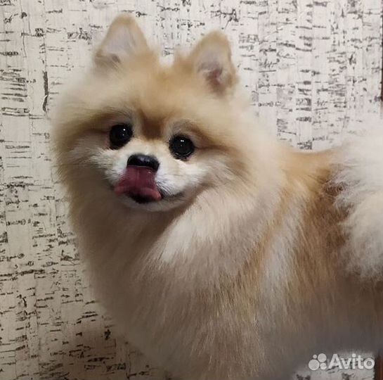 Вязка Малый немецкий шпиц