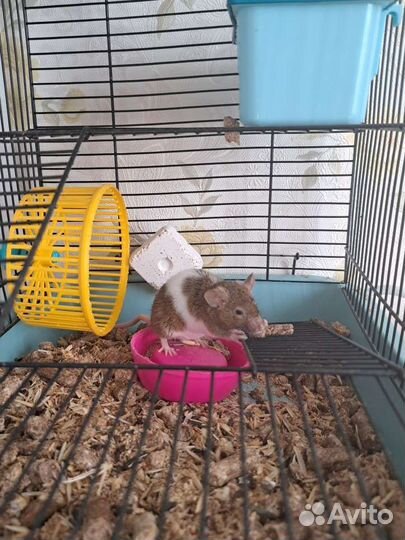 Декоративные мыши