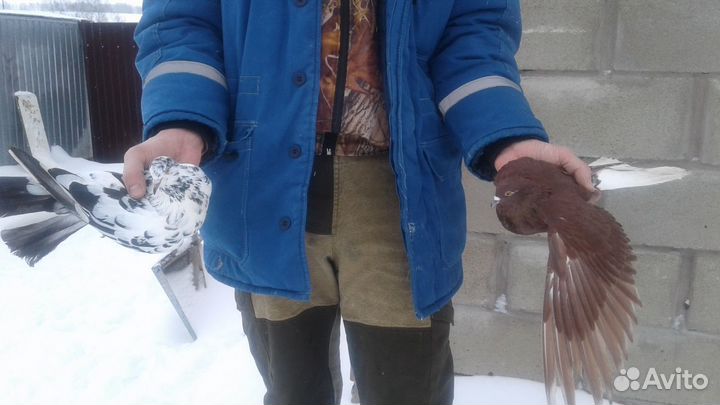 Голуби николаевские