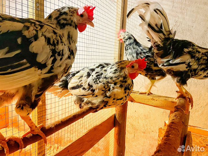 Инкубационное яйцо леггорн далматинец