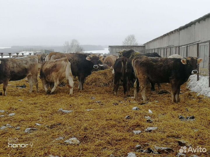 Бычки на откорм