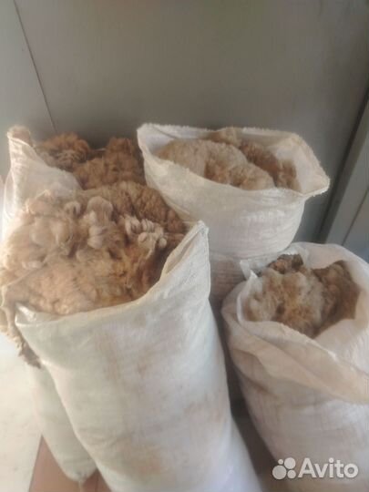 Шерсть овечья немытая