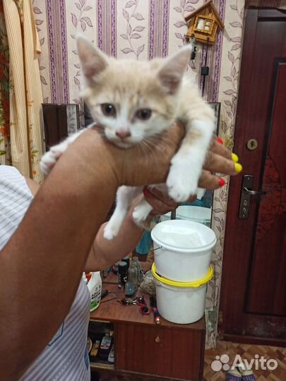 Кошки в добрые руки бесплатно