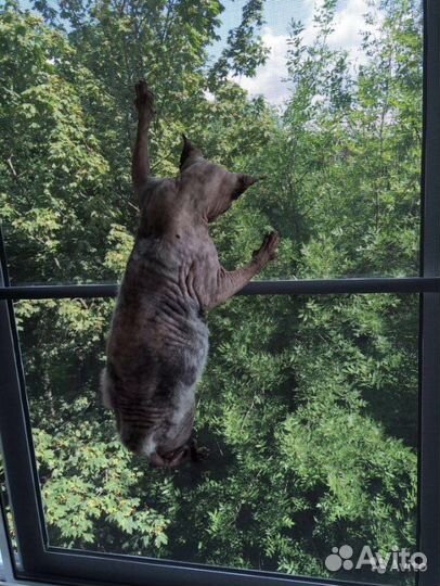 Москитная сетка. Антикошка за 1 час с установкой