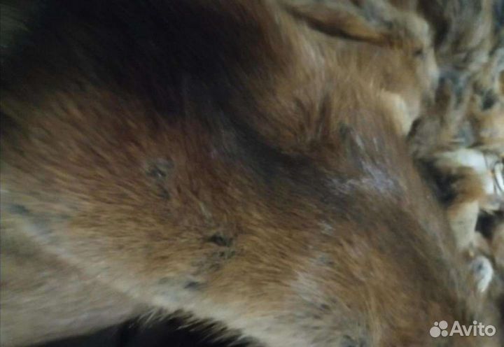 Мех для воротников