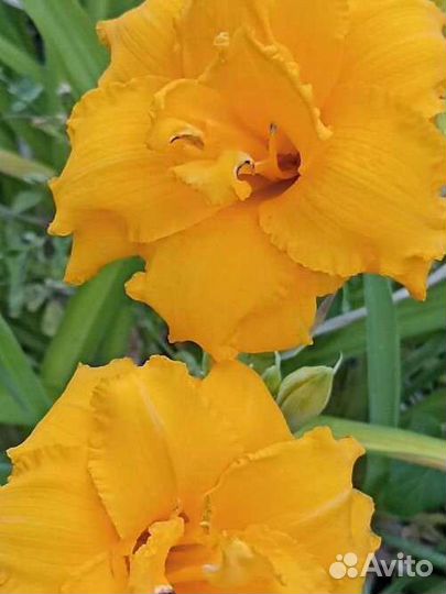 Лилейники (продам или обменяю)