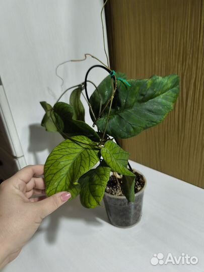 Хоя meredithii green