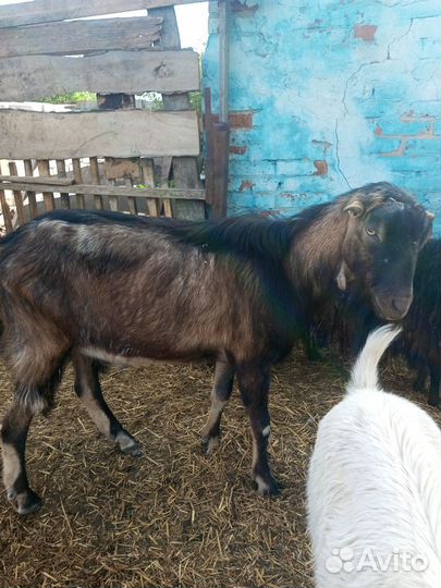 Козел ламанча и годовалая козочка