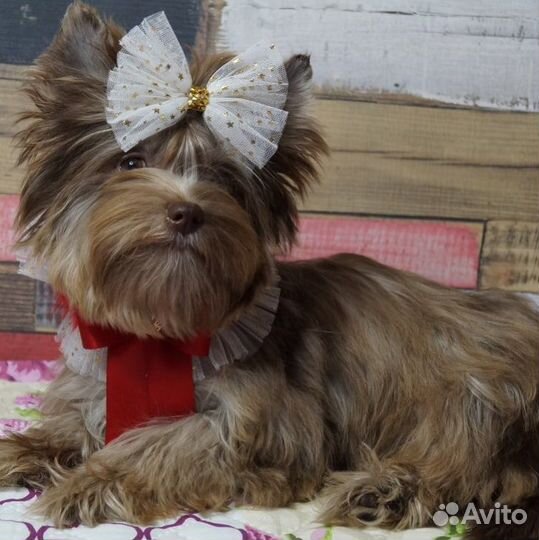 Цветные йорки