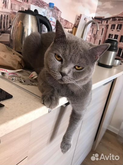 Британский кот вязка