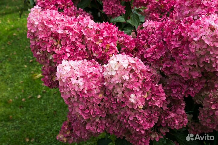 Гортензия Fraise Melba (Фрейз Мельба) в Р9