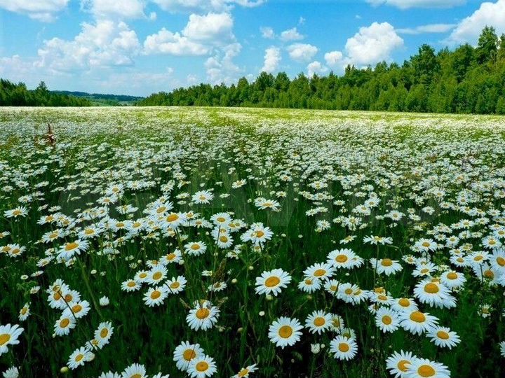 Участок 55 га (СНТ, ДНП)