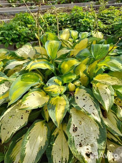 Хоста растение