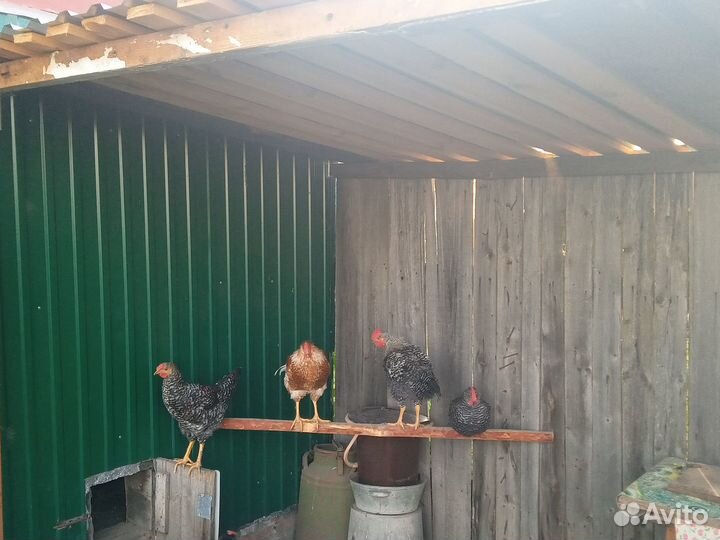 Молодые петушки