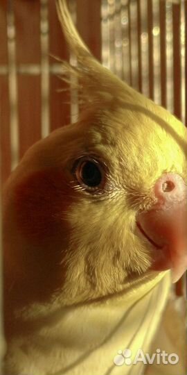 Орнитолог выезд на дом 24/7