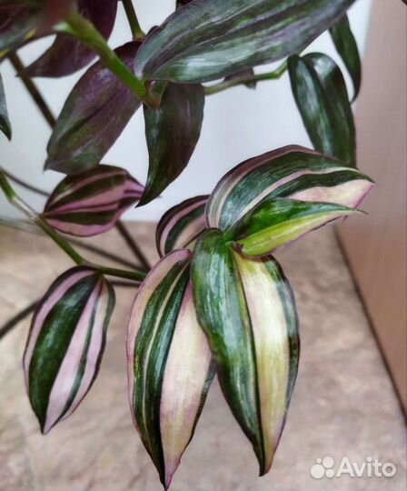 Традесканции 7 видов