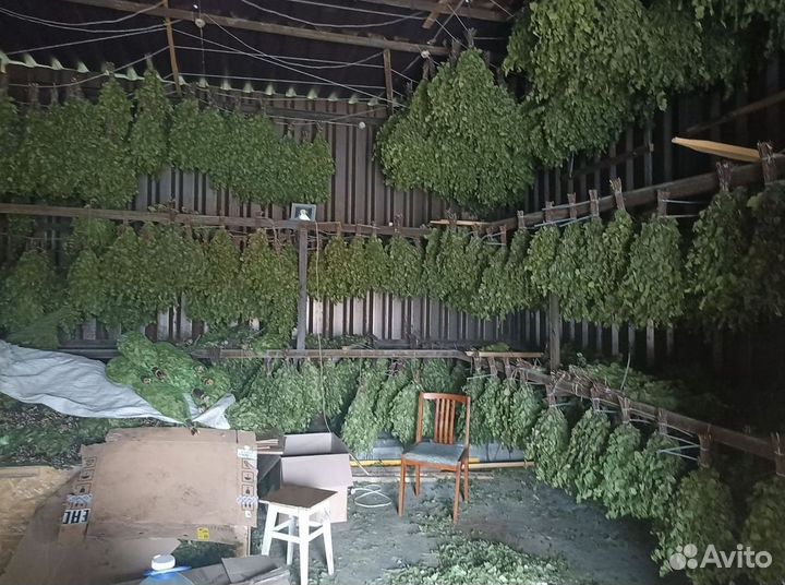 Веник березовый для бани и травы опт под заказ