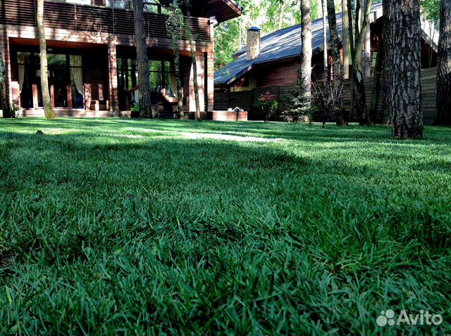Семена газонной травы