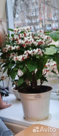 Клеродендрум