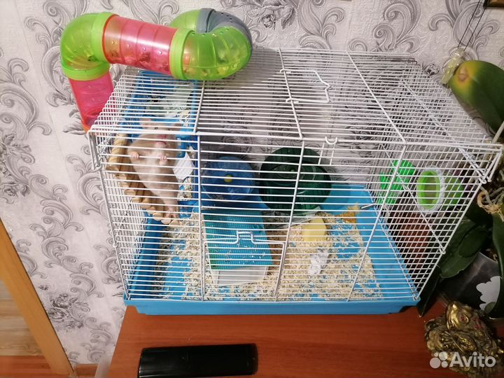 Хомяк с клеткой