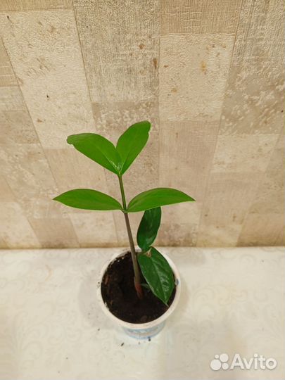 Замиокулькас