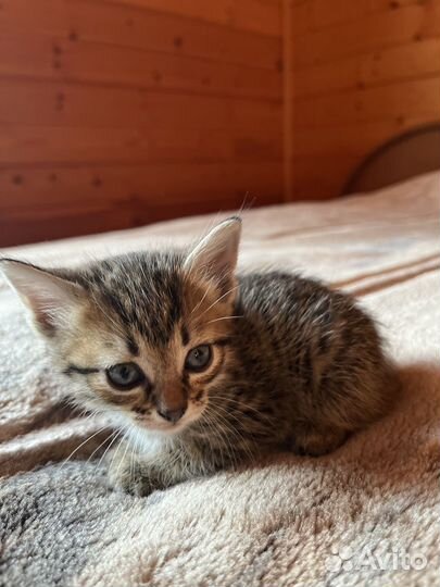 Котенок девочка 1 месяц