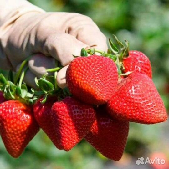 Сан Андреас саженцы клубники