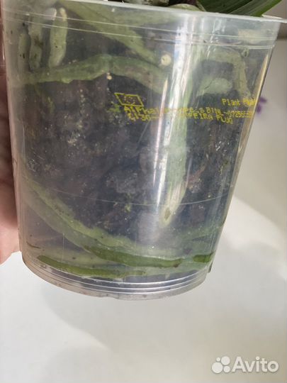 Фаленопсис