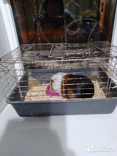 Морская свинка