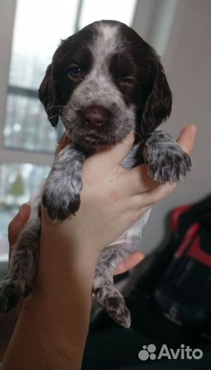 Щенки русского охотничьего спаниеля