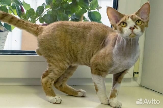 Девон-рекс кот 1,5 года вв объявление продам