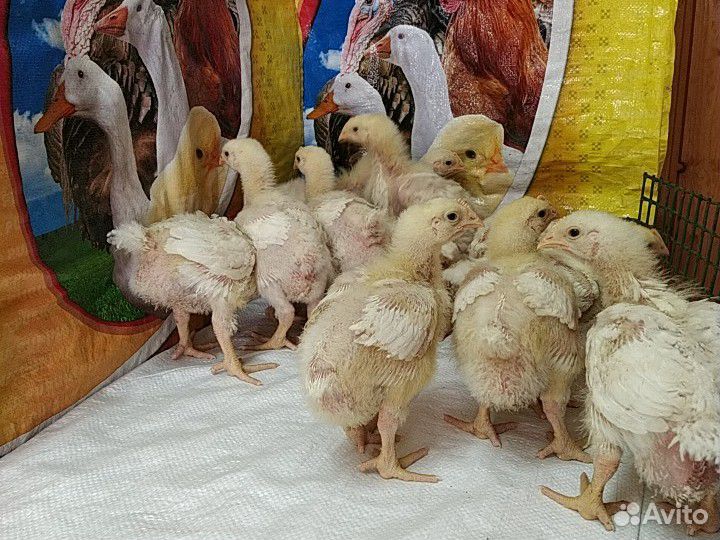 Цыпленок Бройлер