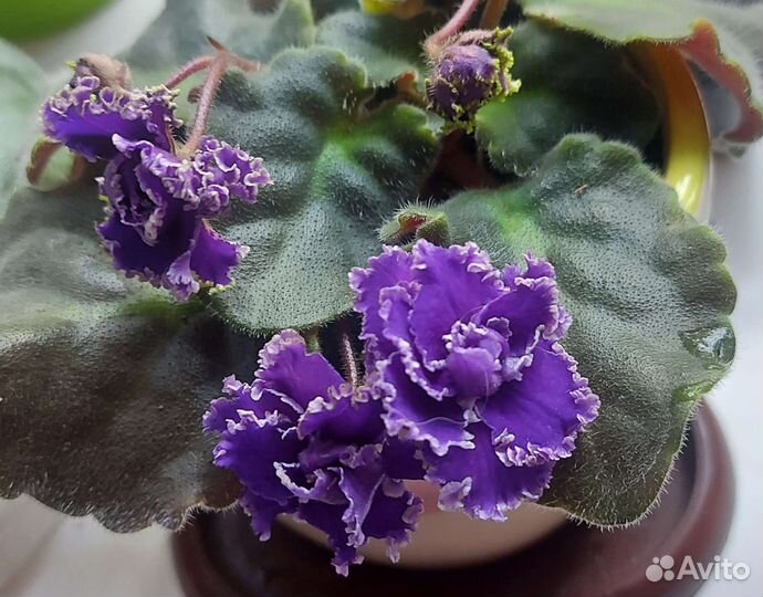 Сортовые фиалки