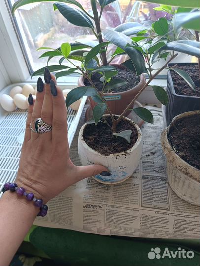 Фикус микрокарпа бонсай