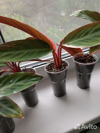 Строманта триколор