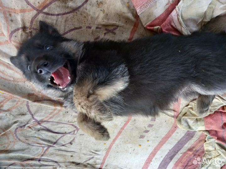 Продам щенков вео