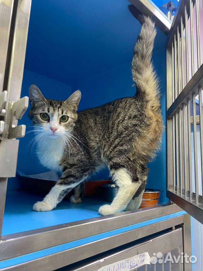 Кошечка Жуня ищет родителей