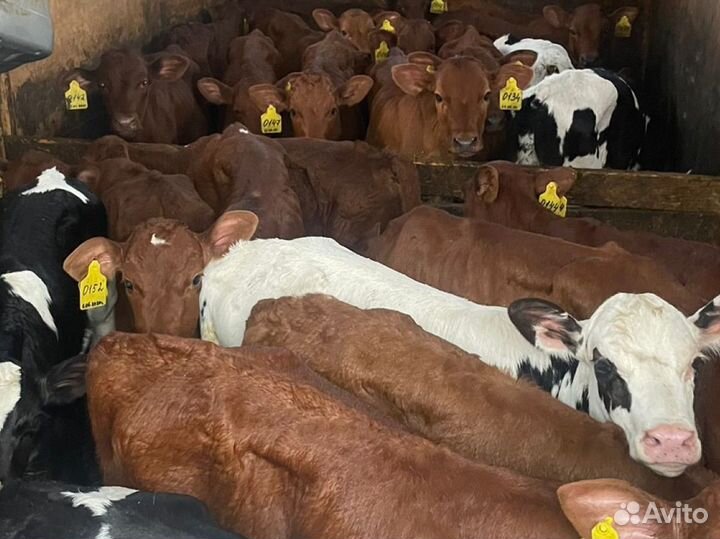 Телята бычки