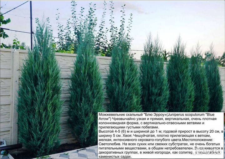 Хвойные:туя, можжевельники, сосны горные, ели