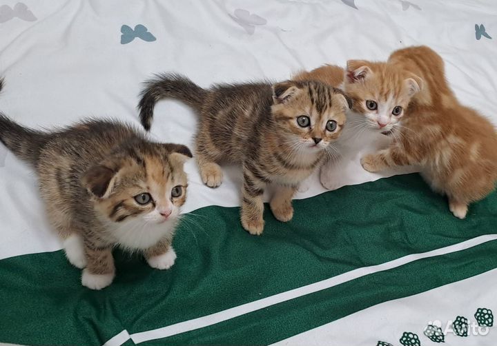 Шотландская вислоухая