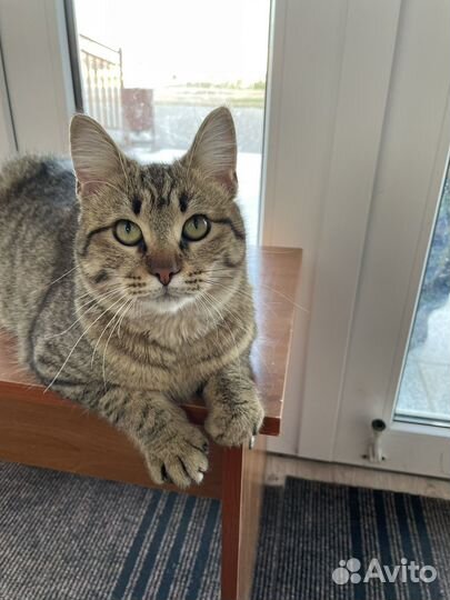 В добрые ручки