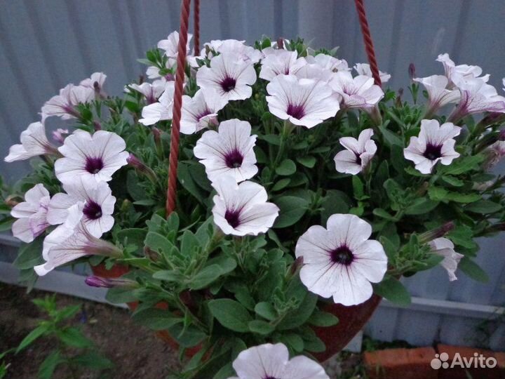 Рассада ампельная Петуния Пендолино многоцветковая