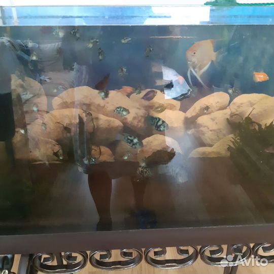 Рыбка попугаи