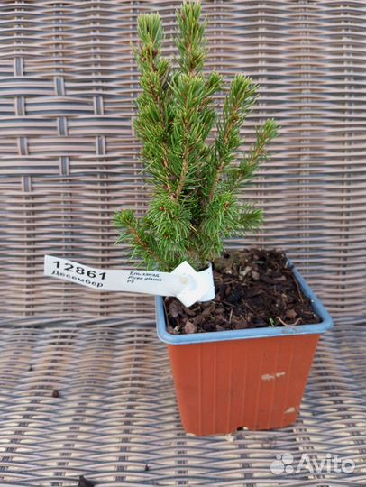 Ель Десембер