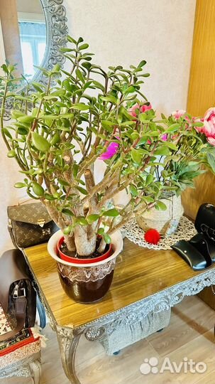 Денежное дерево