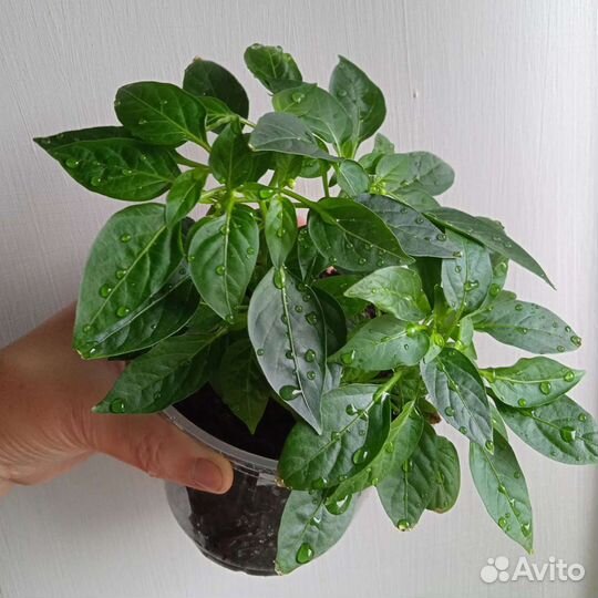 Семена перца огонёк