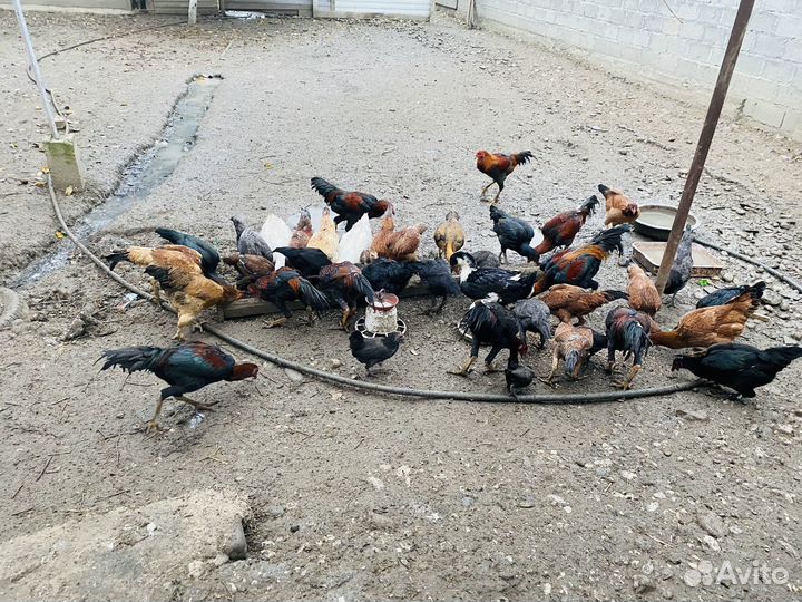 О шамо куры