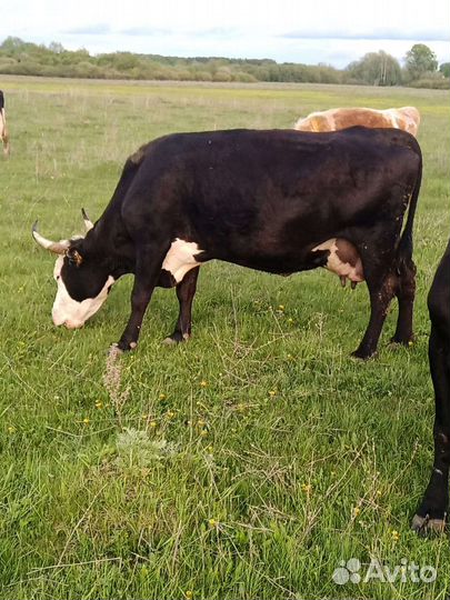 Корова дойная