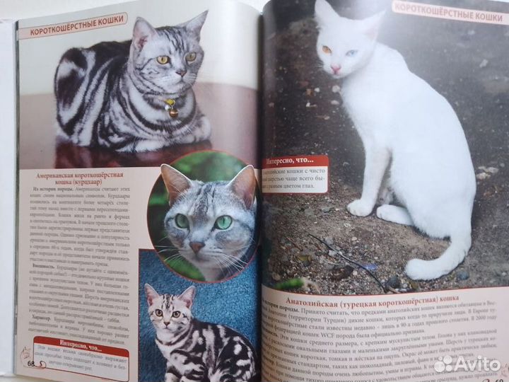 Энциклопедия о кошках