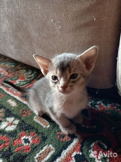 Абиссинские котята